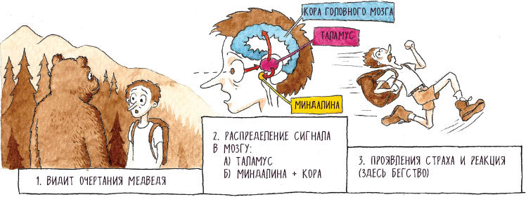 Особенный мозг. Загадочные болезни, благодаря которым ученые узнали, как работает наш мозг - i_023.jpg