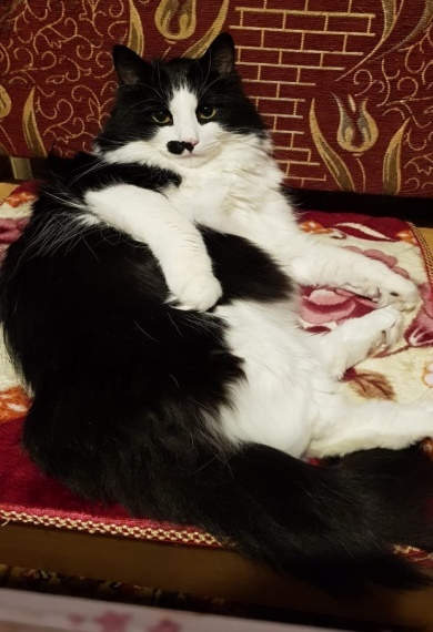 Сборник рассказов и сказок - _0.jpg