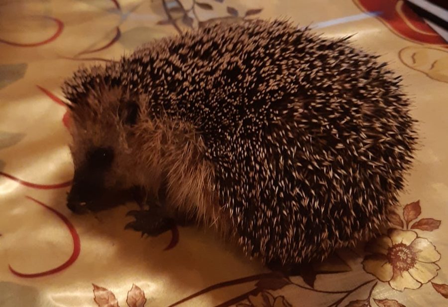 Сборник рассказов и сказок - _11.jpg