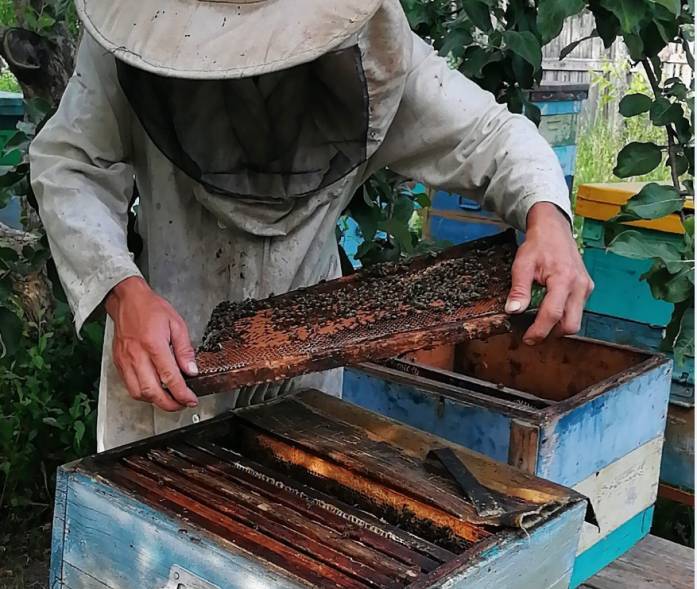 Немного о пчёлах в подсказку пчеловодам - _1.jpg