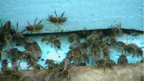 Немного о пчёлах в подсказку пчеловодам - _4.jpg