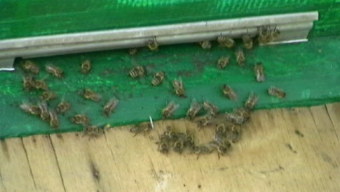Немного о пчёлах в подсказку пчеловодам - _5.jpg