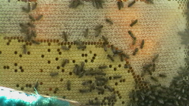 Немного о пчёлах в подсказку пчеловодам - _8.jpg