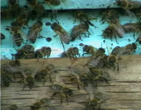 Немного о пчёлах в подсказку пчеловодам - _9.jpg