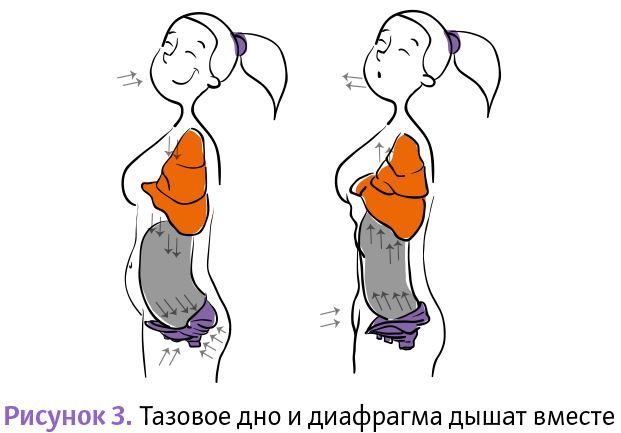 Тазовое дно – наше великое неизвестное. Как заботиться о нем на протяжении всей жизни - i_003.jpg