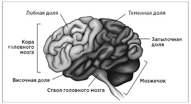 Нейробиология роста. Как запрограммировать свой мозг на обучение новым навыкам - i_006.jpg