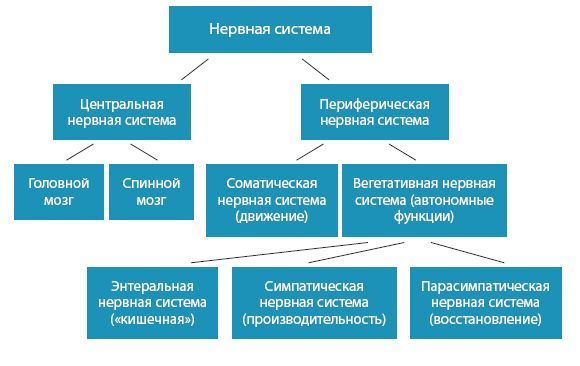 Настройка системы тело–мозг. Простые упражнения для активации блуждающего нерва против депрессии, стресса, боли в теле и проблем с пищеварением - i_004.jpg