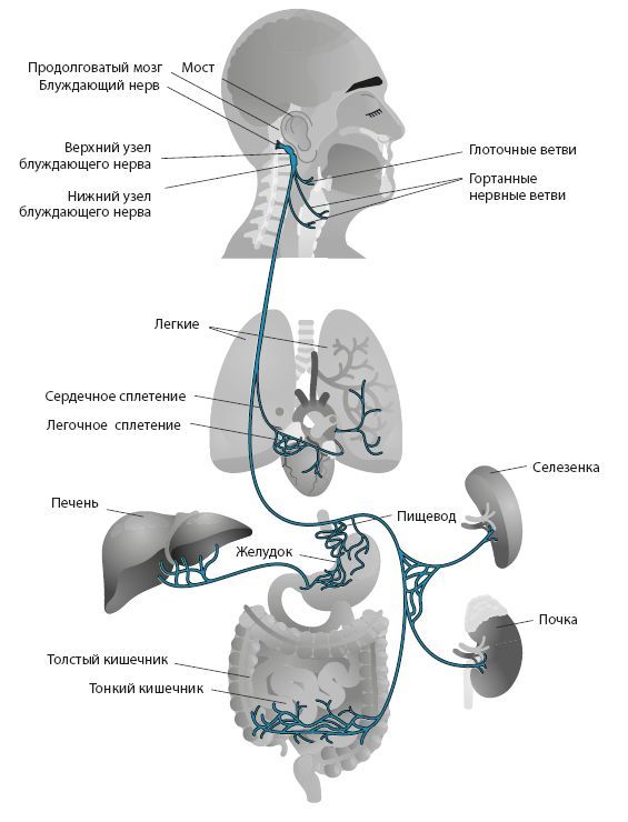 Настройка системы тело–мозг. Простые упражнения для активации блуждающего нерва против депрессии, стресса, боли в теле и проблем с пищеварением - i_005.jpg