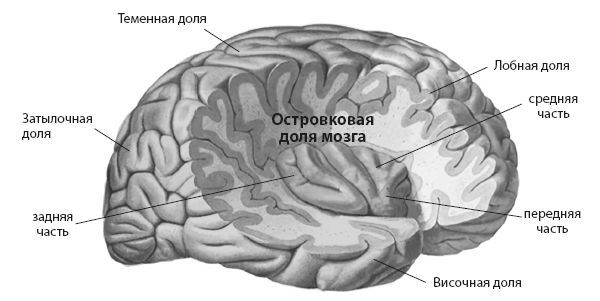 Настройка системы тело–мозг. Простые упражнения для активации блуждающего нерва против депрессии, стресса, боли в теле и проблем с пищеварением - i_006.jpg