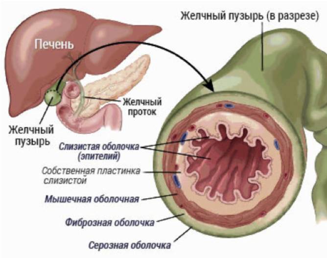 Желчный пузырь: нелишний орган - _2.jpg