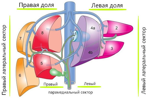 Желчный пузырь: нелишний орган - _6.jpg