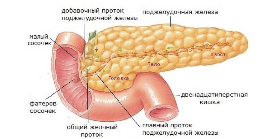 Желчный пузырь: нелишний орган - _7.jpg