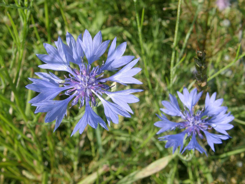 От любого сорняка больше пользы, чем вреда - i_003.jpg