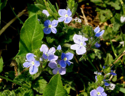 От любого сорняка больше пользы, чем вреда - i_004.jpg