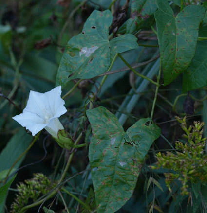 От любого сорняка больше пользы, чем вреда - i_005.jpg