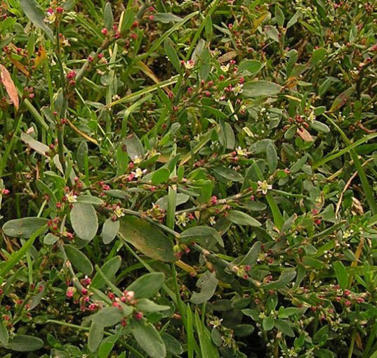 От любого сорняка больше пользы, чем вреда - i_006.jpg