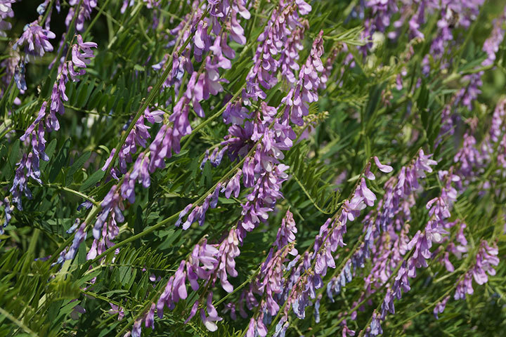 От любого сорняка больше пользы, чем вреда - i_007.jpg