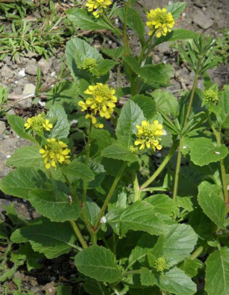 От любого сорняка больше пользы, чем вреда - i_008.jpg