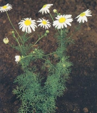 От любого сорняка больше пользы, чем вреда - i_036.jpg