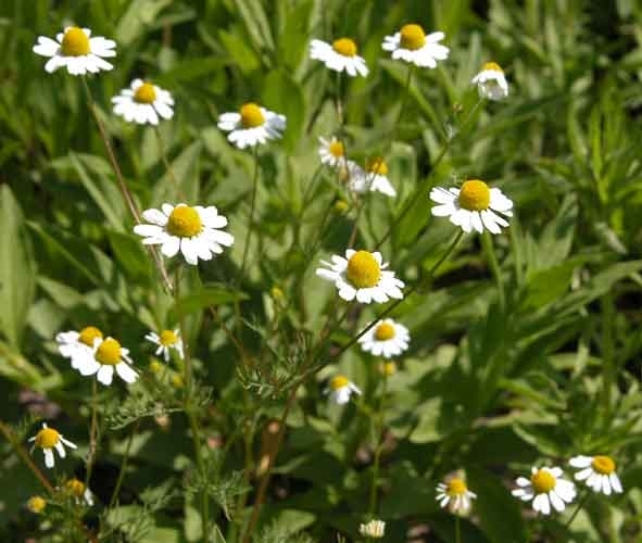 От любого сорняка больше пользы, чем вреда - i_038.jpg