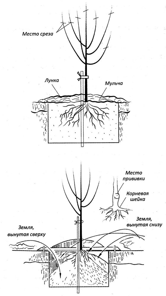 Каковы сады, таковы и плоды: все об уходе за яблонями и грушами - i_005.jpg