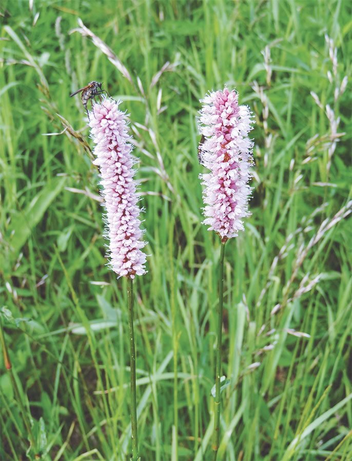 Про травы. Сбор, заготовка и применение - i_065.jpg