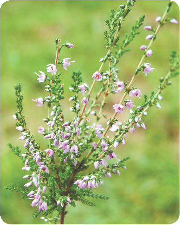 Про травы. Сбор, заготовка и применение - i_032.jpg