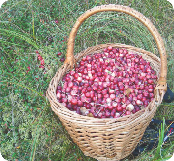 Про травы. Сбор, заготовка и применение - i_033.jpg