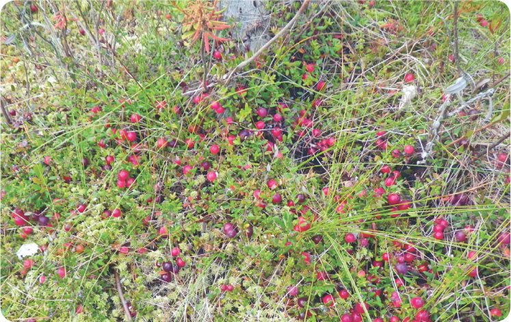 Про травы. Сбор, заготовка и применение - i_034.jpg