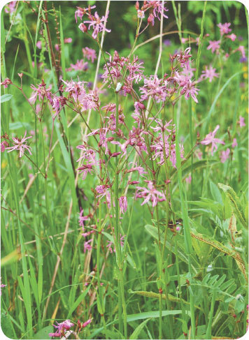 Про травы. Сбор, заготовка и применение - i_049.jpg