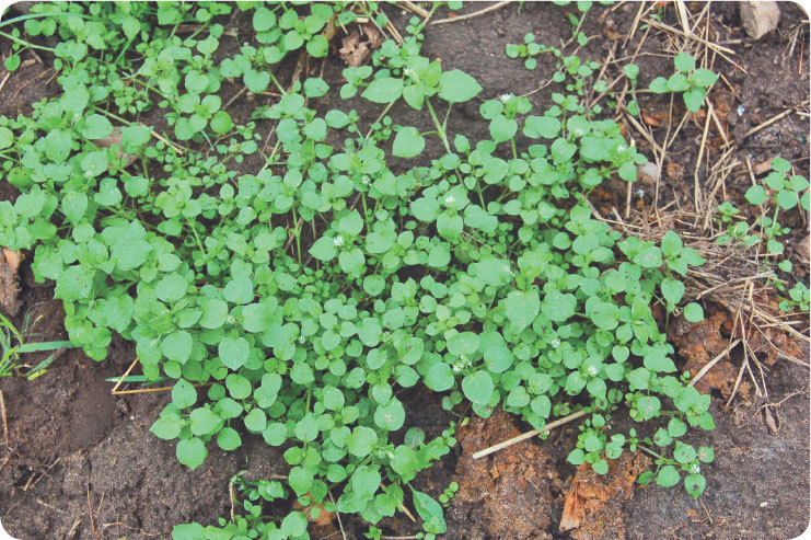 Про травы. Сбор, заготовка и применение - i_050.jpg