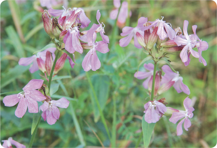 Про травы. Сбор, заготовка и применение - i_051.jpg