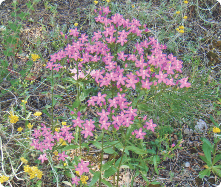 Про травы. Сбор, заготовка и применение - i_063.jpg