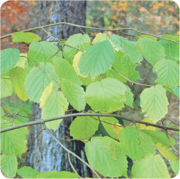 Про травы. Сбор, заготовка и применение - i_006.jpg