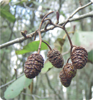 Про травы. Сбор, заготовка и применение - i_007.jpg