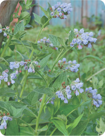 Про травы. Сбор, заготовка и применение - i_024.jpg