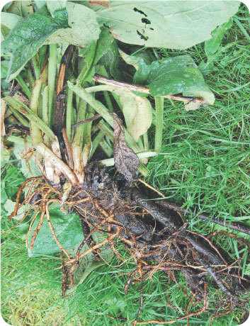 Про травы. Сбор, заготовка и применение - i_025.jpg