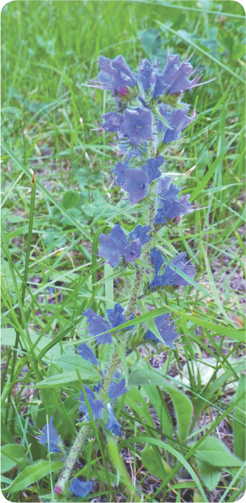 Про травы. Сбор, заготовка и применение - i_026.jpg