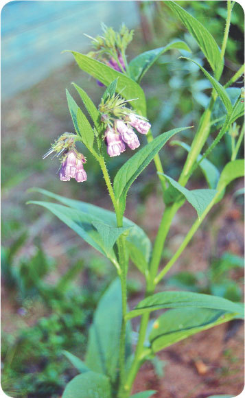 Про травы. Сбор, заготовка и применение - i_027.jpg