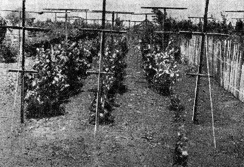 Коллективные сады - i_008.jpg