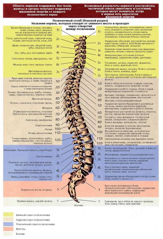 Позвоночник – бог здоровья - _0.jpg