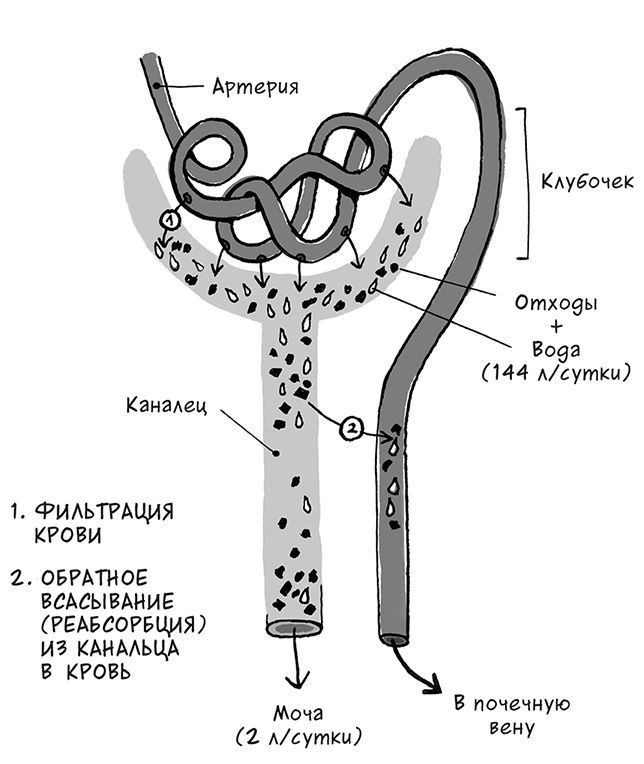 Необыкновенные способности почки. Как сберечь здоровье важнейших органов надолго - i_010.png