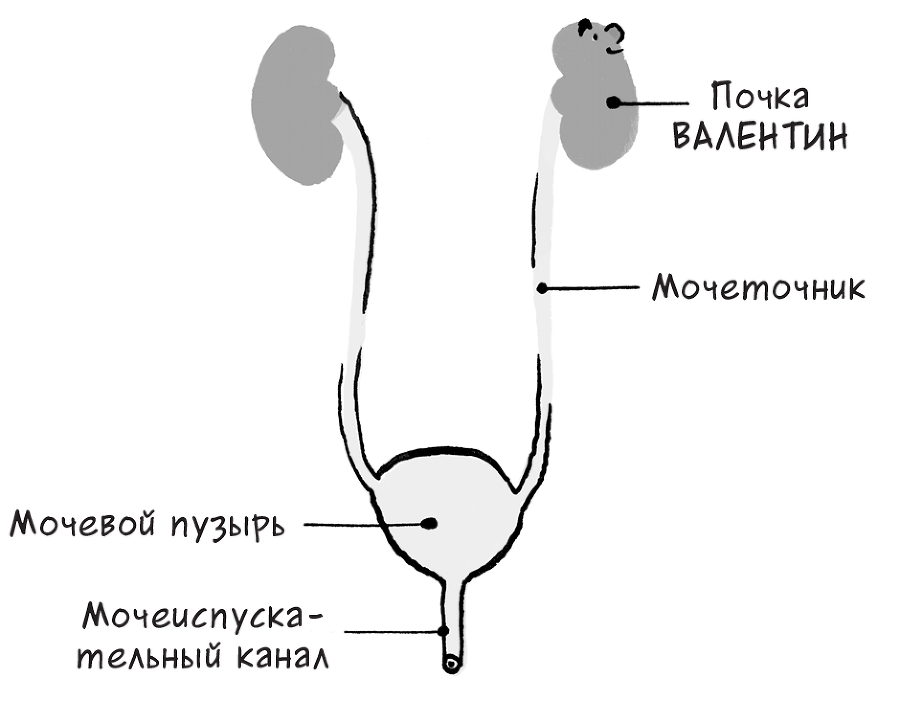 Необыкновенные способности почки. Как сберечь здоровье важнейших органов надолго - i_011.png