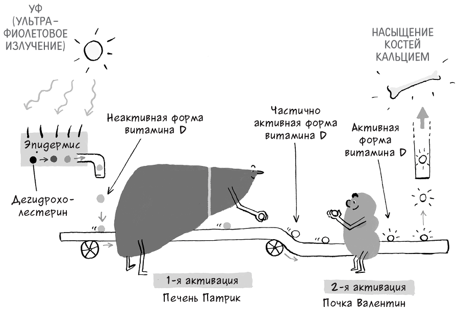 Необыкновенные способности почки. Как сберечь здоровье важнейших органов надолго - i_015.png