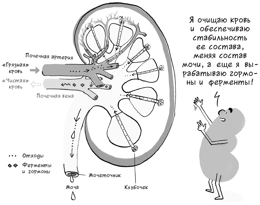 Необыкновенные способности почки. Как сберечь здоровье важнейших органов надолго - i_016.png