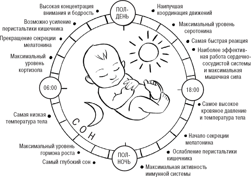 Когда дети плохо спят. Циркадные ритмы, часовые гены и другие секреты сомнологии для заботливых родителей - i_001.png