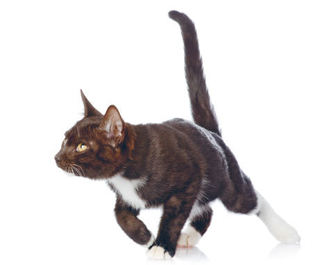 Как жить с кошкой? Простые решения сложных проблем - i_001.jpg