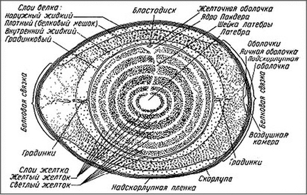 Тайны геометрии дыхания. Как дышать, чтобы сохранять здоровье, молодость и красоту - i_027.jpg