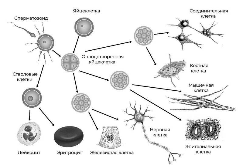 Эпигенетика. Управляй своими генами - i_004.jpg