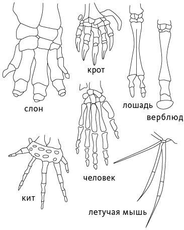 Кости: внутри и снаружи - i_006.jpg